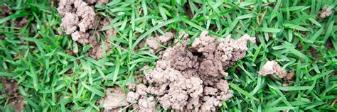 What Are Those Weird Mudballs In My Lawn Buy Turf Online