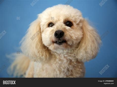 Dog Photo Shoot Image And Photo Free Trial Bigstock
