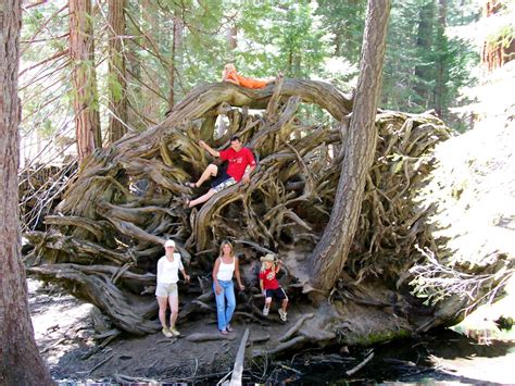 Usually oaks, hickory, and walnut trees fall into this category. Fitxer:The scale of root system on a Giant Sequoia tree ...