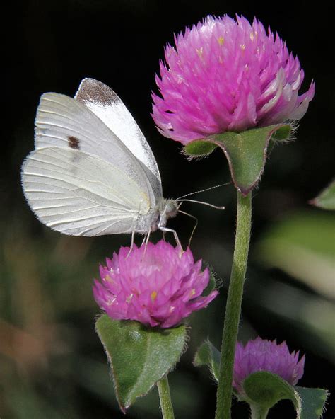 Cabbage White Butterfly With Pink Clover Photograph By