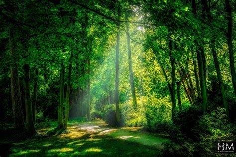 Mysterious Way Nature Scenes Forest Path Forest