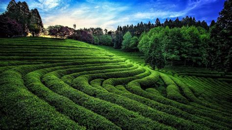 nature photography landscape green tea field trees sunlight hills south korea