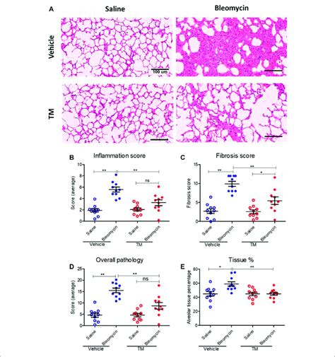 Histopathology Changes In Differentially Treated Lung Tissue