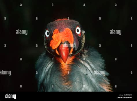 King Vulture Sarcoramphus Papa Central And South America Stock Photo Alamy