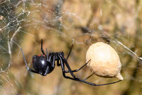 Spiders In Florida Series Southern Black Widow Drive Bye Pest