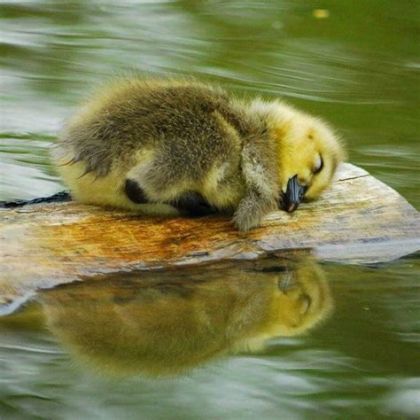 Sleeping Baby Duck Float Away And Dream On Cutest