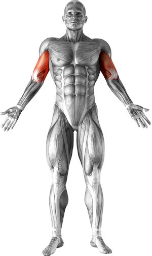 The muscular system is an organ system consisting of skeletal, smooth and cardiac muscles. Alternate Hammer Curl - Reps Indonesia - Fitness & Healthy ...