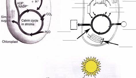 Photosynthesis Diagrams Worksheet Answers — db-excel.com