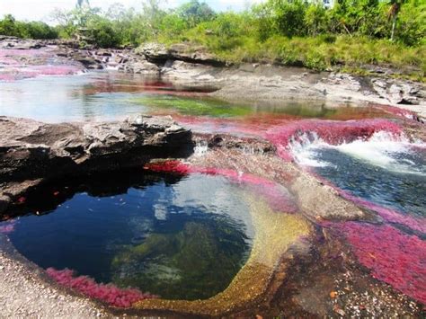 Caño Cristales Colombia The Liquid Rainbow River Of 5 Colours
