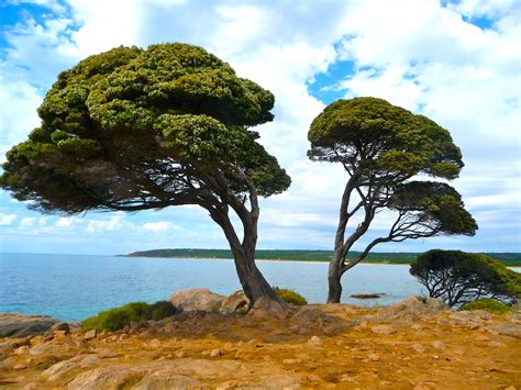 Free Images Beach Sea Coast Tree Nature Rock Ocean Wood