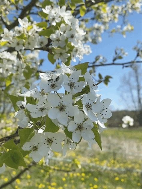 Femdom Farm On Twitter Cranbunny We Have One Of These Callary Pear