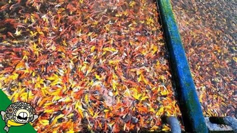 How can earn real money? three MILLION FISH at this Koi Fish Farm. Tour - Our fishing