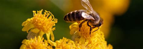 Protecting Pollinators Prof Jon Snow Leads Research To Protect The Honey Bee Population