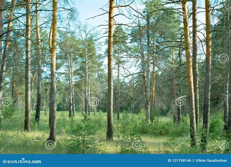 Natural Parks Of The Moscow Regiona Beautiful Quiet Forest Where