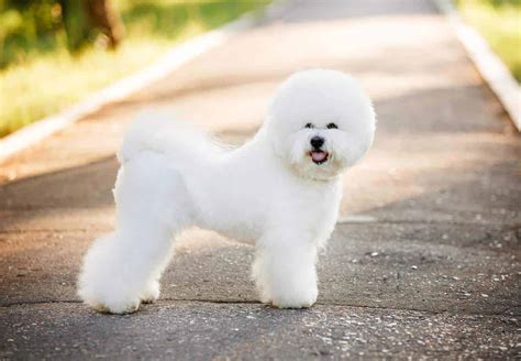 Bichon frisé: Adorable family pets with high-maintenance grooming needs