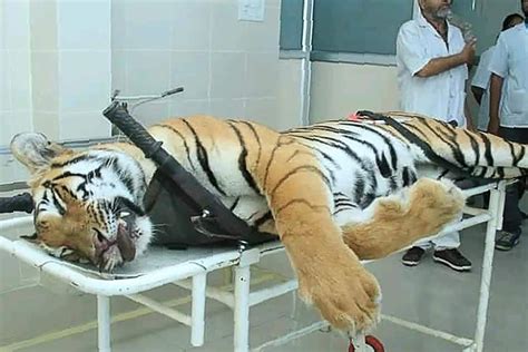 Indian Tiger That Killed 13 People Caught And Killed