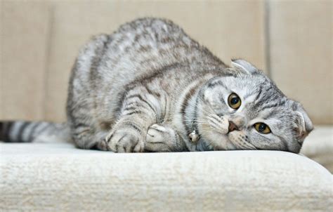 Scottish Fold Wallpapers Wallpaper Cave
