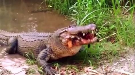 Alligator Eating Turtle Hen Deer Compilation Youtube