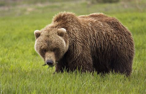 An Alaska Coastal Brown Bear At Mikfik Photograph By