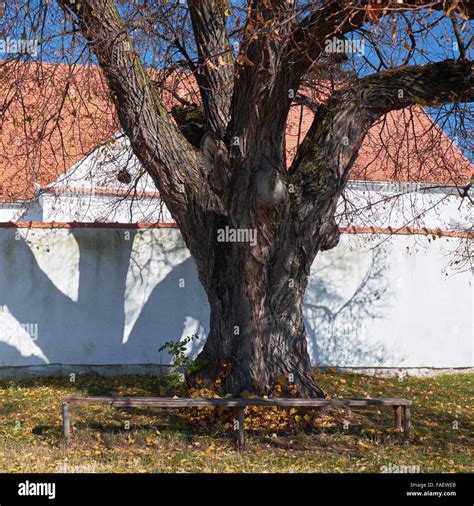 500 Years Old Linden Tree At Leliceni Csikszentlelek Transylvania