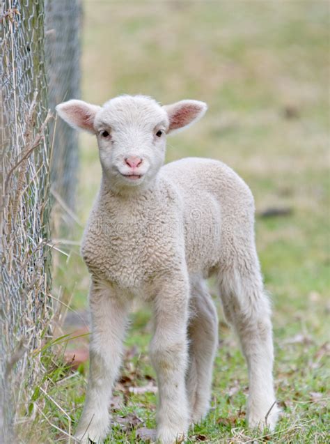 180 Cute Baby Lamb Free Stock Photos Stockfreeimages