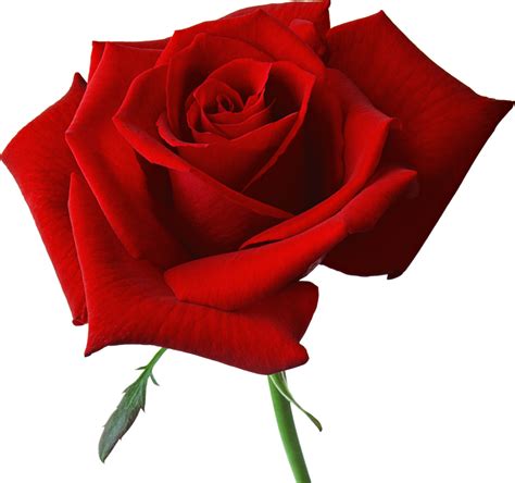 Red Rose Png Image Free Picture Download