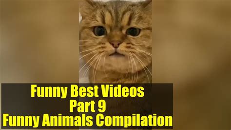 Best Funny Videos 🤣 Funny Animals Compilation Part 9 Youtube