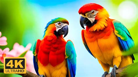 Rainforest Birds In 4k Colorful Breathtaking Birds With Calming Music