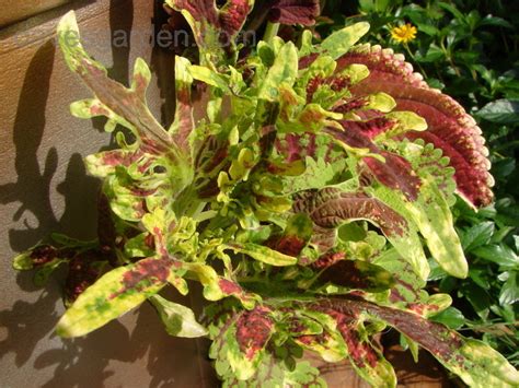 This is mit dem duckfoot auf großforellen by lakepix on vimeo, the home for high quality videos and the people who love them. PlantFiles Pictures: Coleus, Flame Nettle, Painted Nettle ...