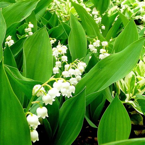 Lily Of The Valley Arborscape Tree Services Denver