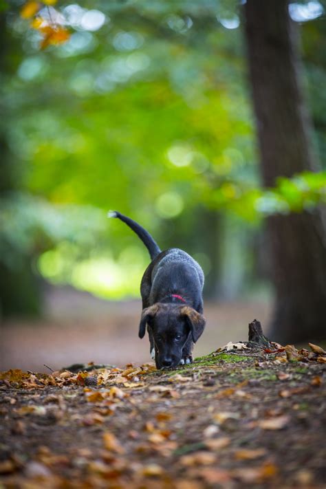 Dog In Forest Free Stock Photo Public Domain Pictures