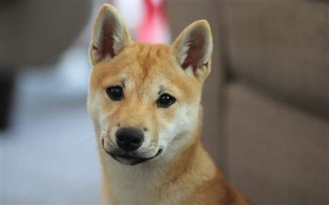 Shiba Inu Hypoallergenic Archives Canna Pet