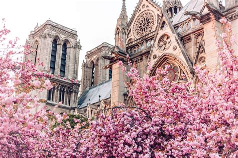 Spring In Paris 2018 The Best Viewing Spots For Blossom Season Katie
