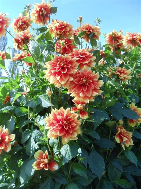 16 Annuals That Bloom All Summer Long Natalie Linda Zinnia Garden