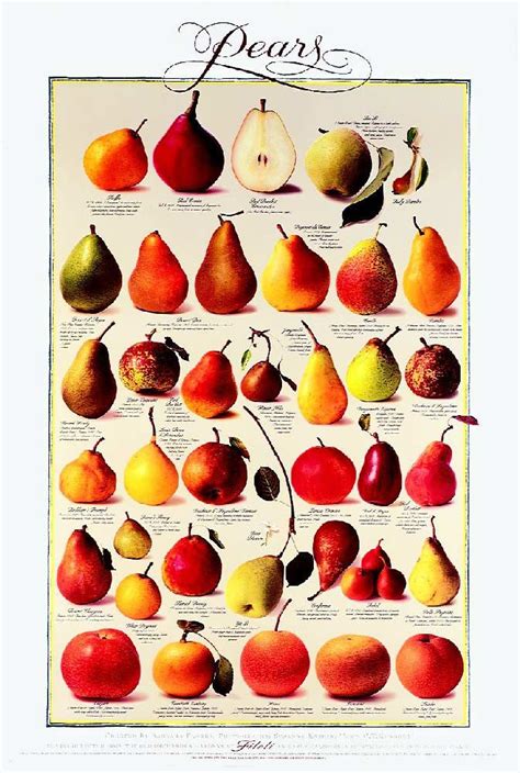 1000 Images About Pear Project For Denise On Pinterest Still Life