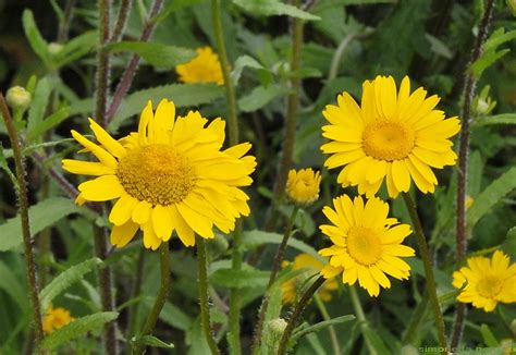 Foto circa i piccoli fiori gialli girano le colline giallo e verde. Coleostephus myconis / Un campo di fiori gialli ...