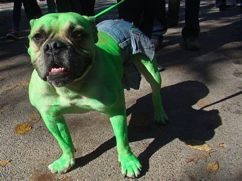 30 Amazing Dog Costumes For Halloween Puppy Leaks
