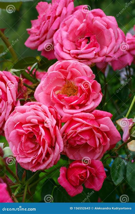 Beautiful Pink Rose Flowers In Sunny Summer Day Stock Image Image Of