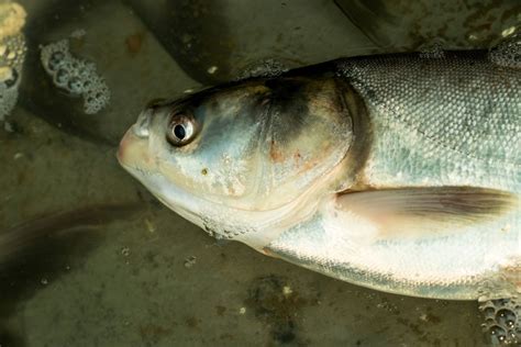 Breaking Down The Asian Carp Disaster Wide Open Spaces