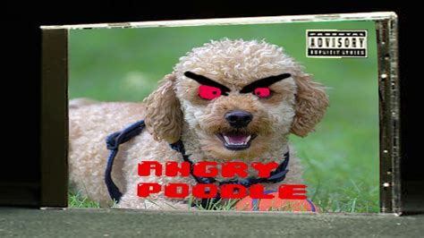 Angry Poodle Youtube