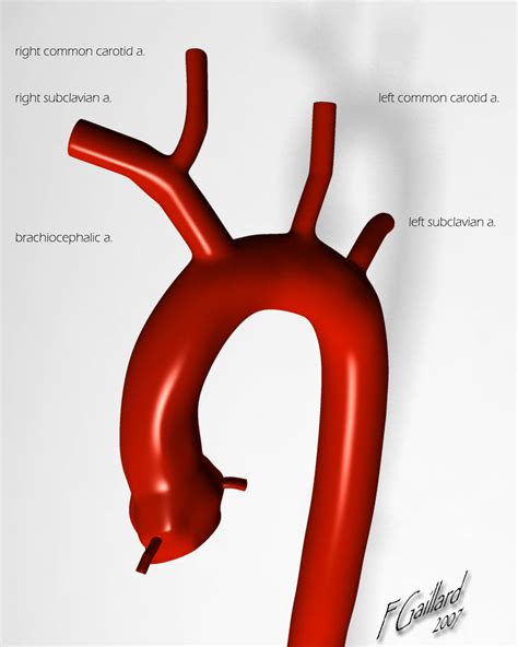Aortic Arch Normal Anatomy Illustration Image