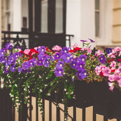 Esta es una de las plantas colgantes más representativas del . PLANTAS COLGANTES PERFECTAS PARA BALCONES O TERRAZAS