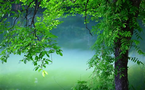 Green Trees Hd Wallpaper Wallpaper Flare