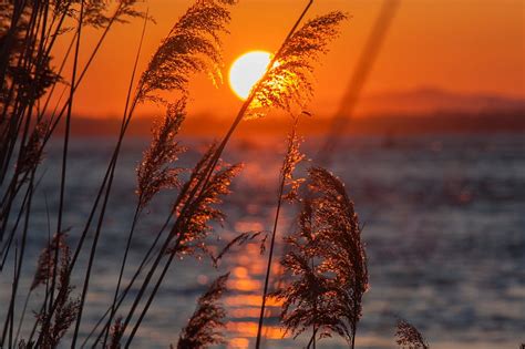 Sunset In Reeds Calm Horizon Water Sun Reeds Evening Lake Hd