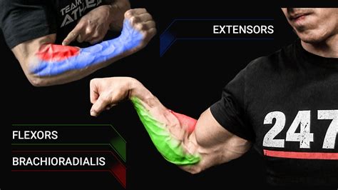 Forearm Workouts Best Exercises For Muscle And Strength