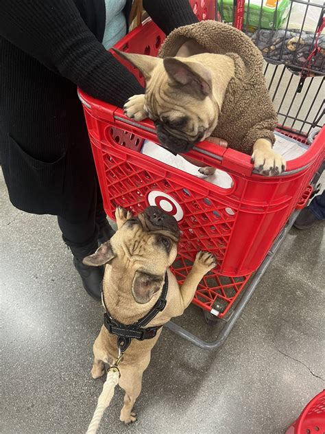 Alissa Violet On Twitter Jaco Made A Friend In Target