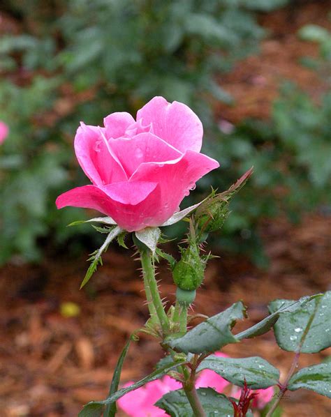 Pink Rosebud Flower Photograph By Rd Erickson Fine Art America