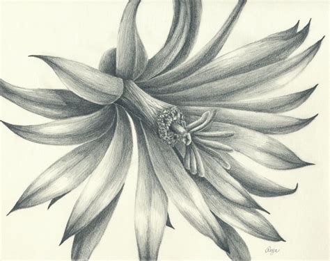 Pencil Drawings Of Flowers Flowers Drawings In Pencil Free