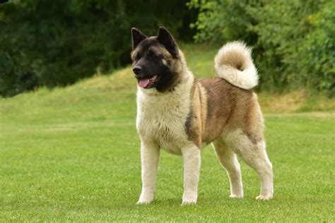 4 Things You Need To Know About American Akita Dog Breeds