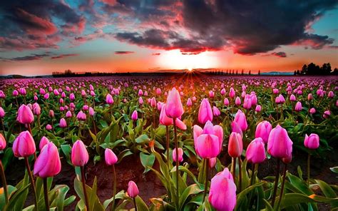 Hd Wallpaper Sunset Tulips Field Pink Flower Field Sky Wallpaper Flare